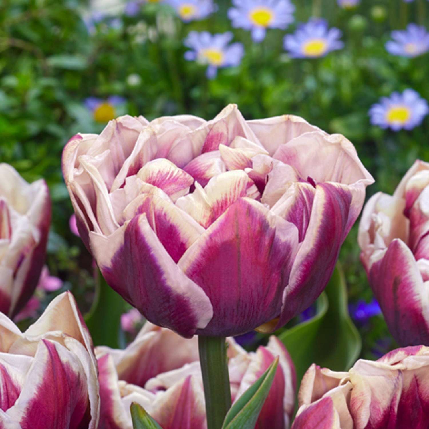 Tulipe 'Wyndham'
